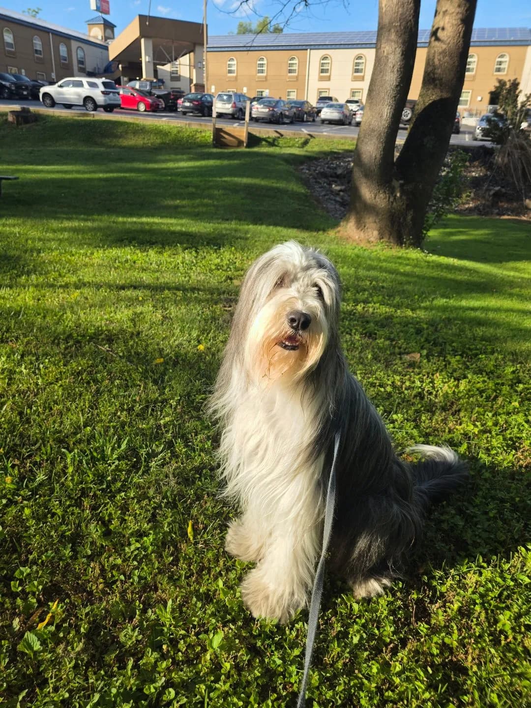 Bearded collie sitting in the grass during a dog walking visit in South Central PA