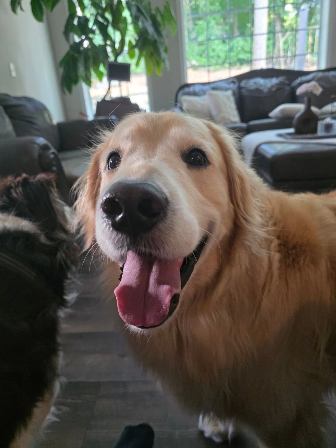Golden retriever smiling during an in home pet sitting visit in South Central PA