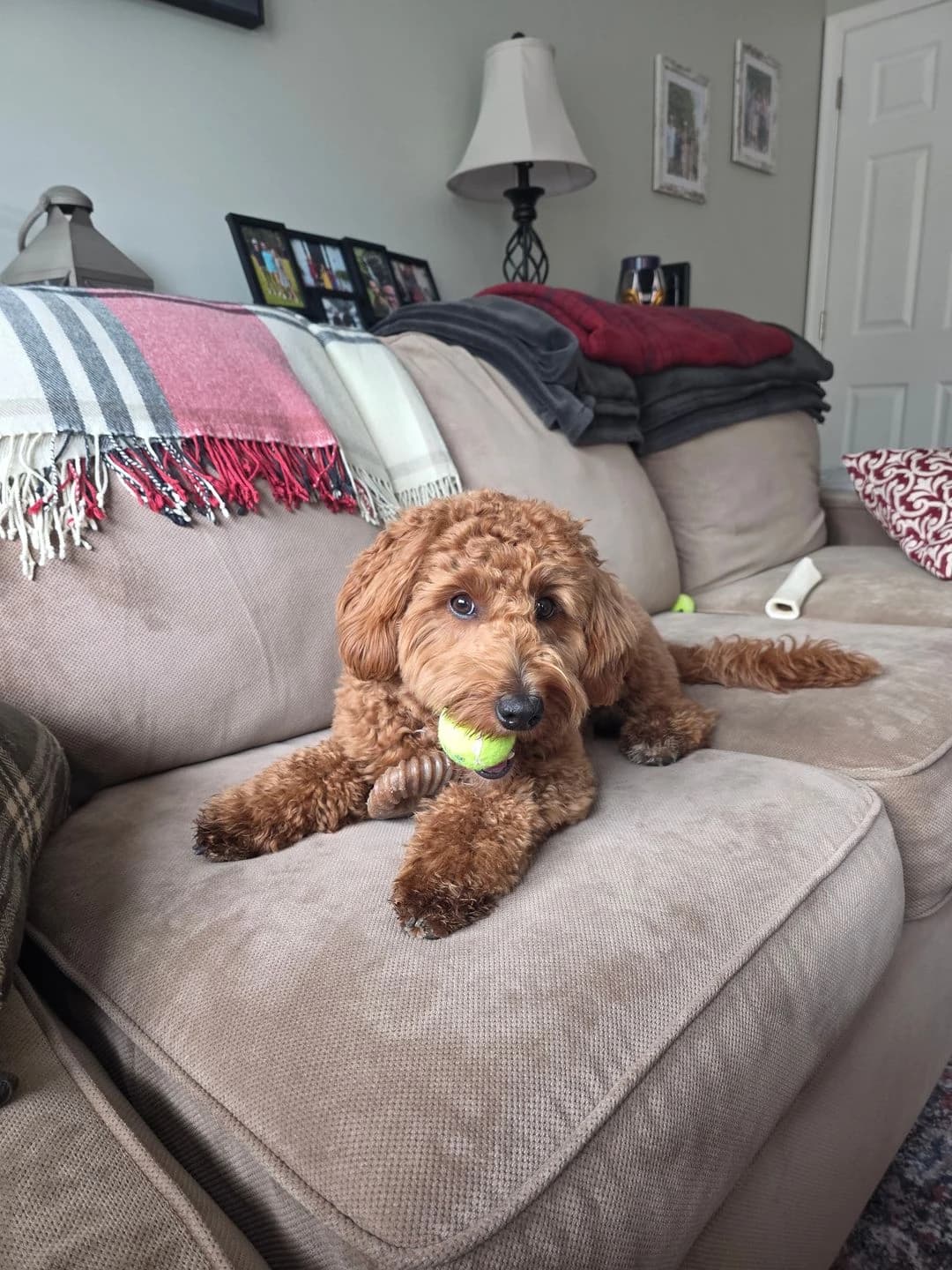 Goldendoodle resting on the couch with a tennis ball during a pet sitting visit in South Central PA