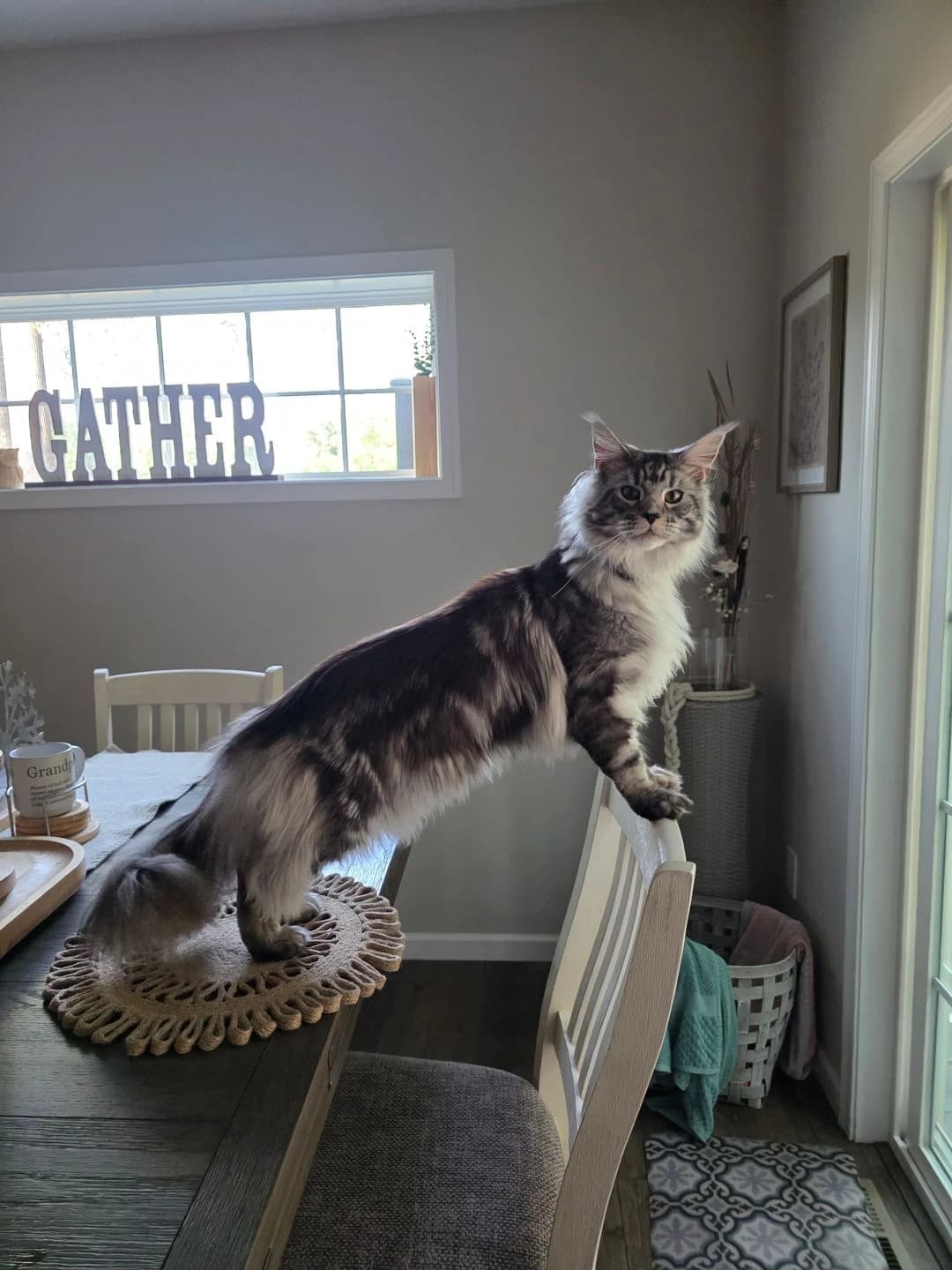 Long haired Maine Coon cat stretching on a dining chair during a cat sitting visit in South Central PA
