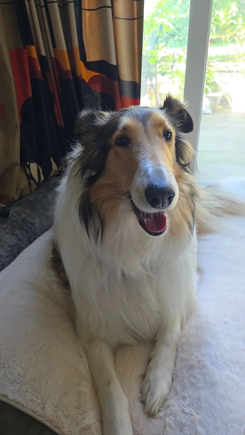 Rough collie relaxing on a blanket during an in home pet care visit in South Central PA