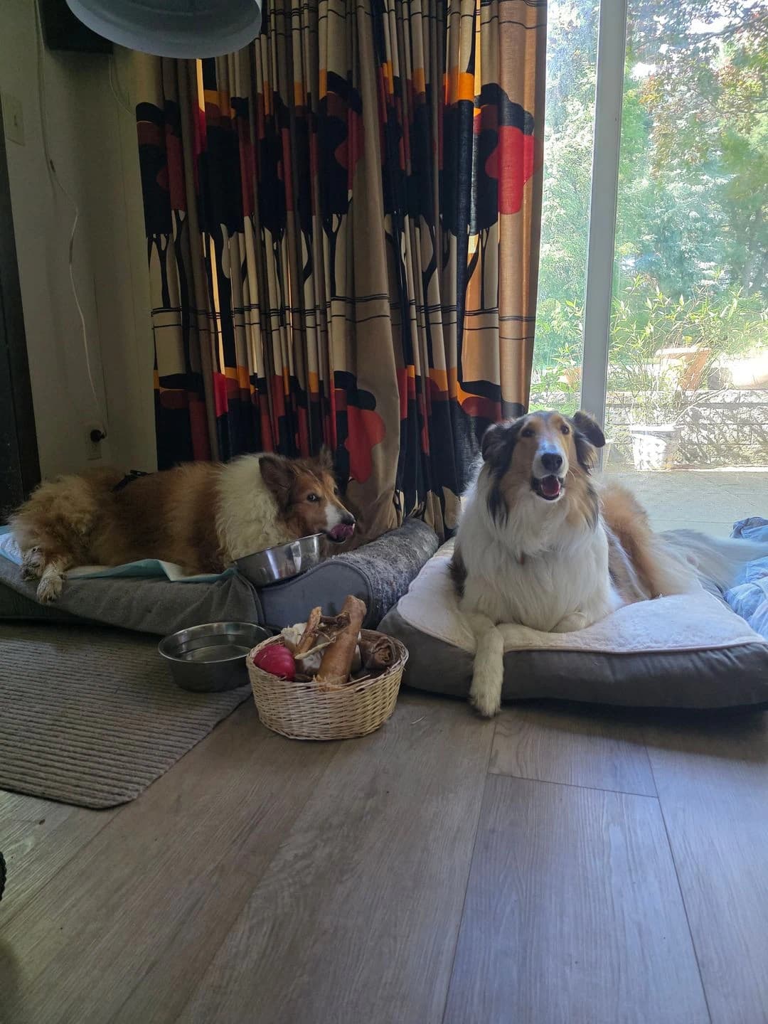 Two collies resting on their dog beds during an in home pet sitting visit in South Central PA