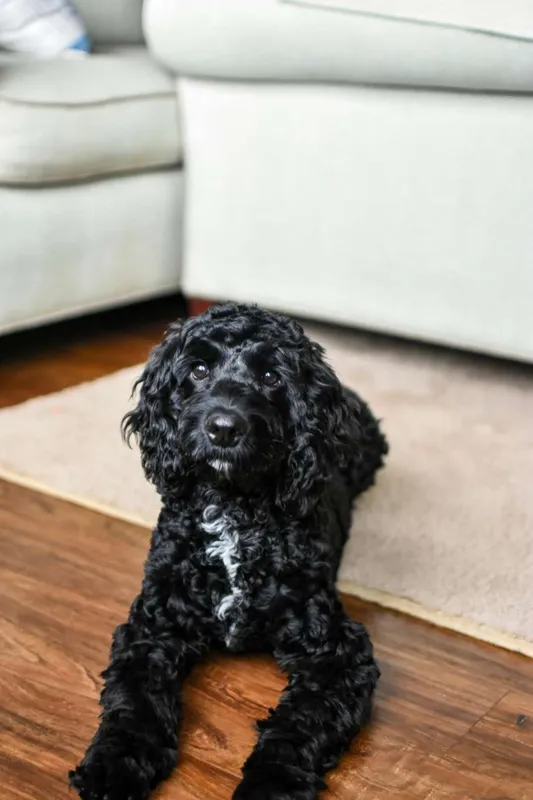 Black poodle pet sitting in Lancaster County Pennsylvania