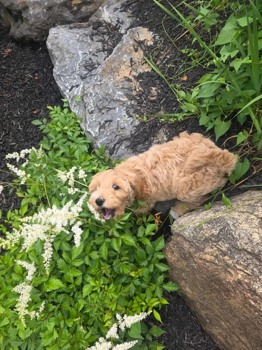 Pet receiving loving attention during in-home pet sitting visit