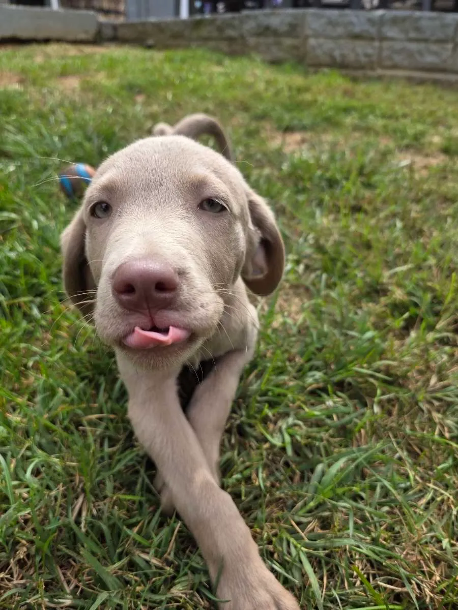 Dog care services by Big Mike in Lancaster County Pennsylvania