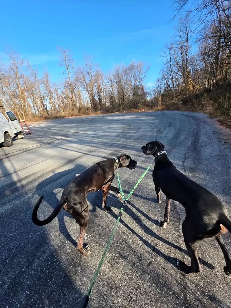 Two Great Danes on a walk with Big Mike dog walking services in Elizabethtown PA
