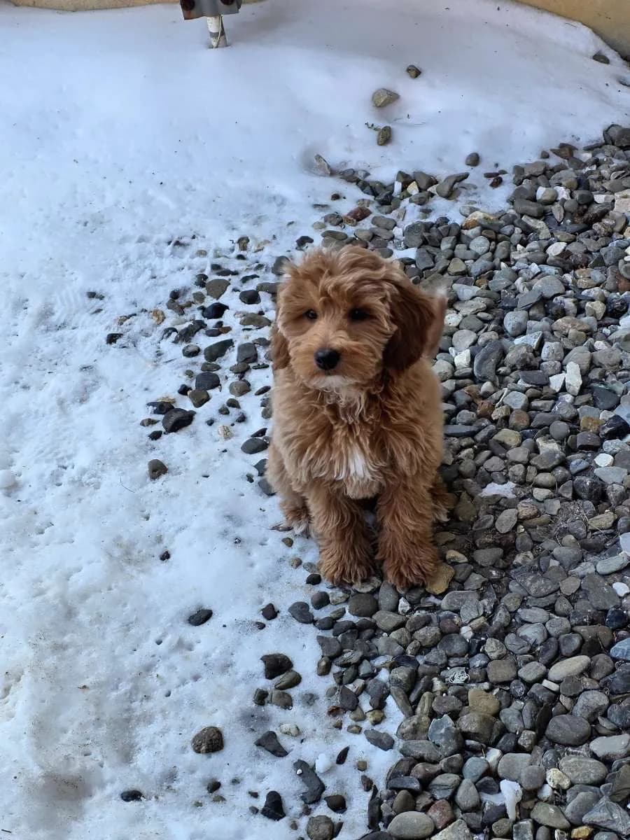 Goldendoodle puppy sitting in snow during pet care visit in Lancaster County PA