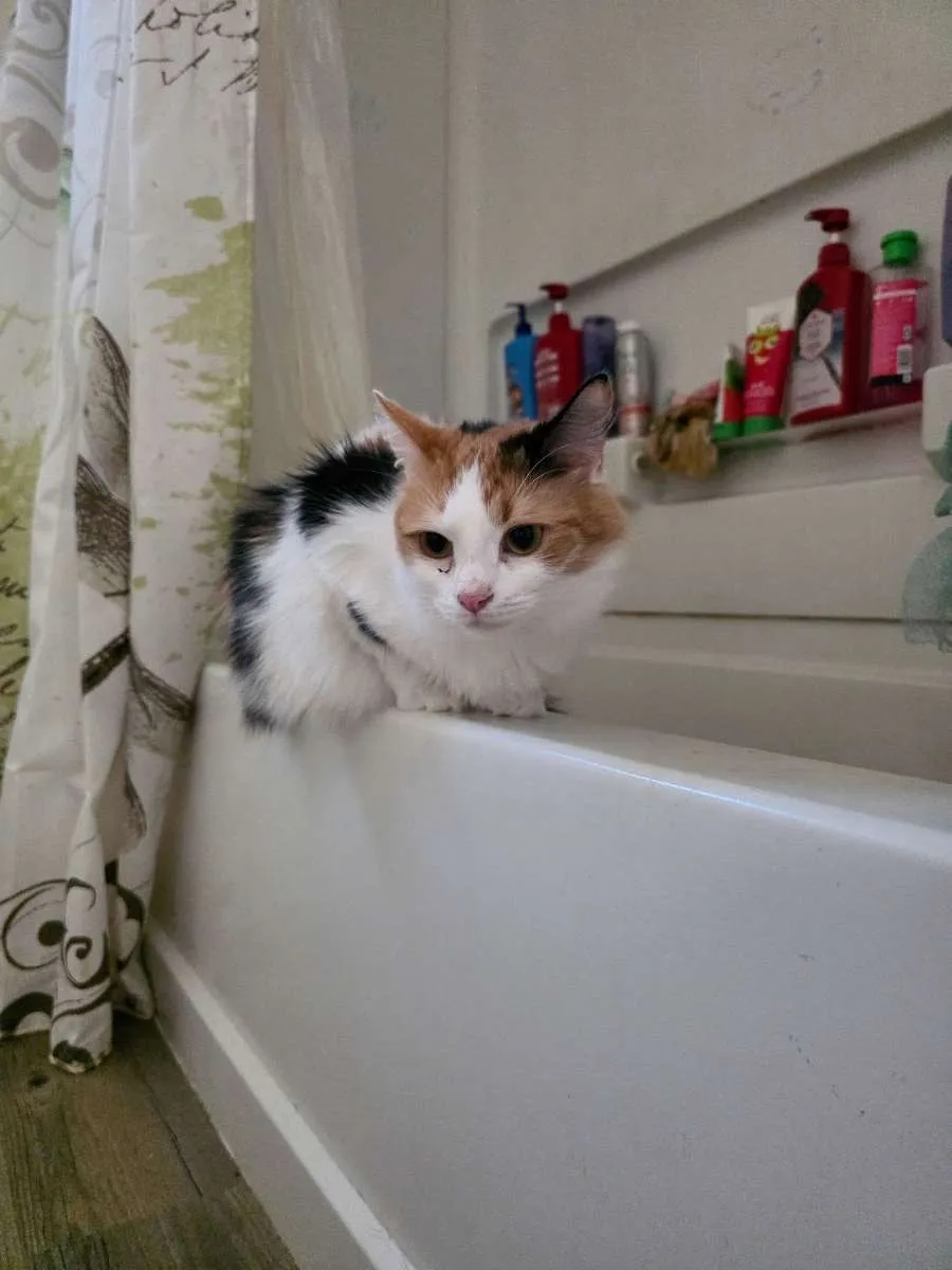 Calico cat relaxing at home during Big Mike cat sitting services
