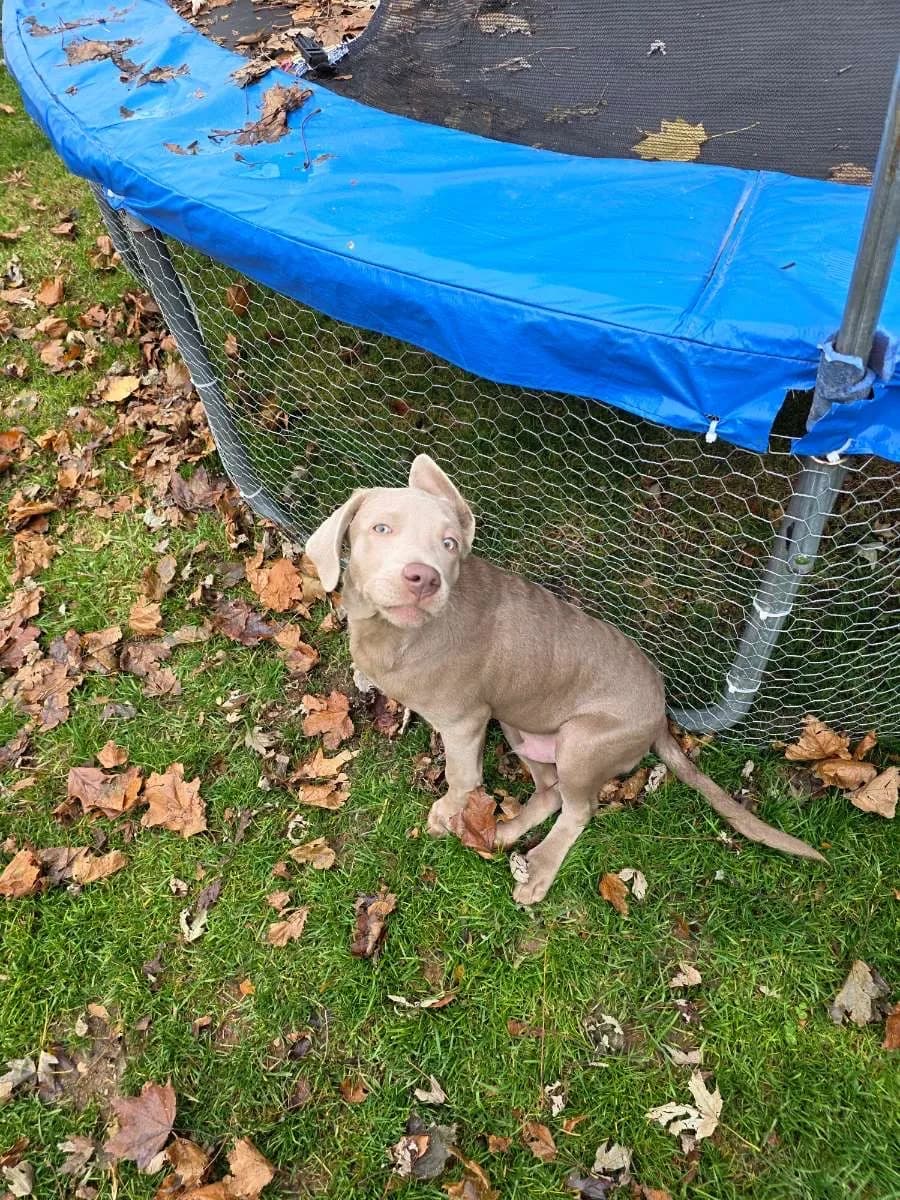 Silver pit bull puppy enjoying outdoor time with Big Mike pet sitting in Elizabethtown