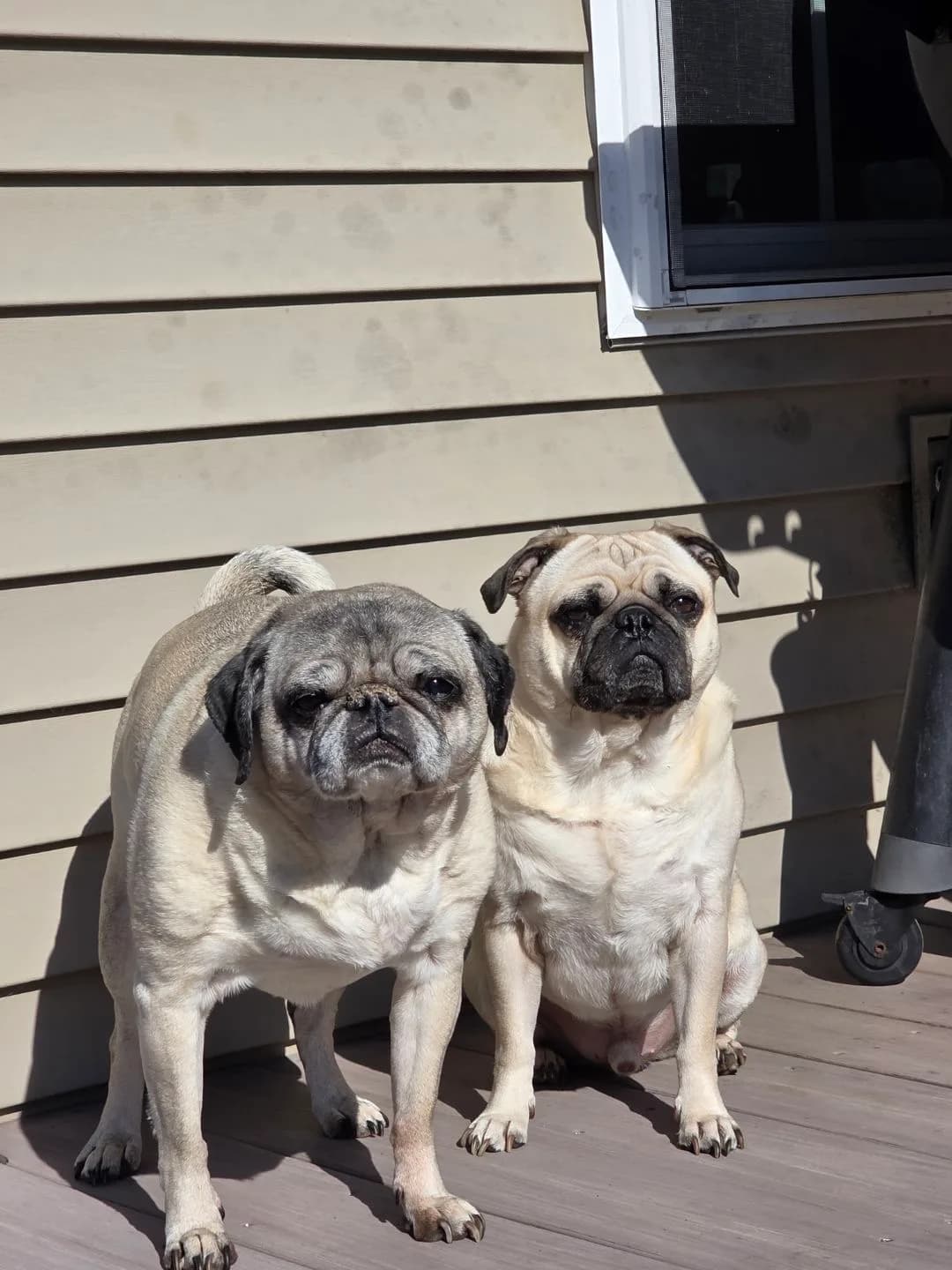 Two pugs on the deck during a pet sitting visit in South Central PA