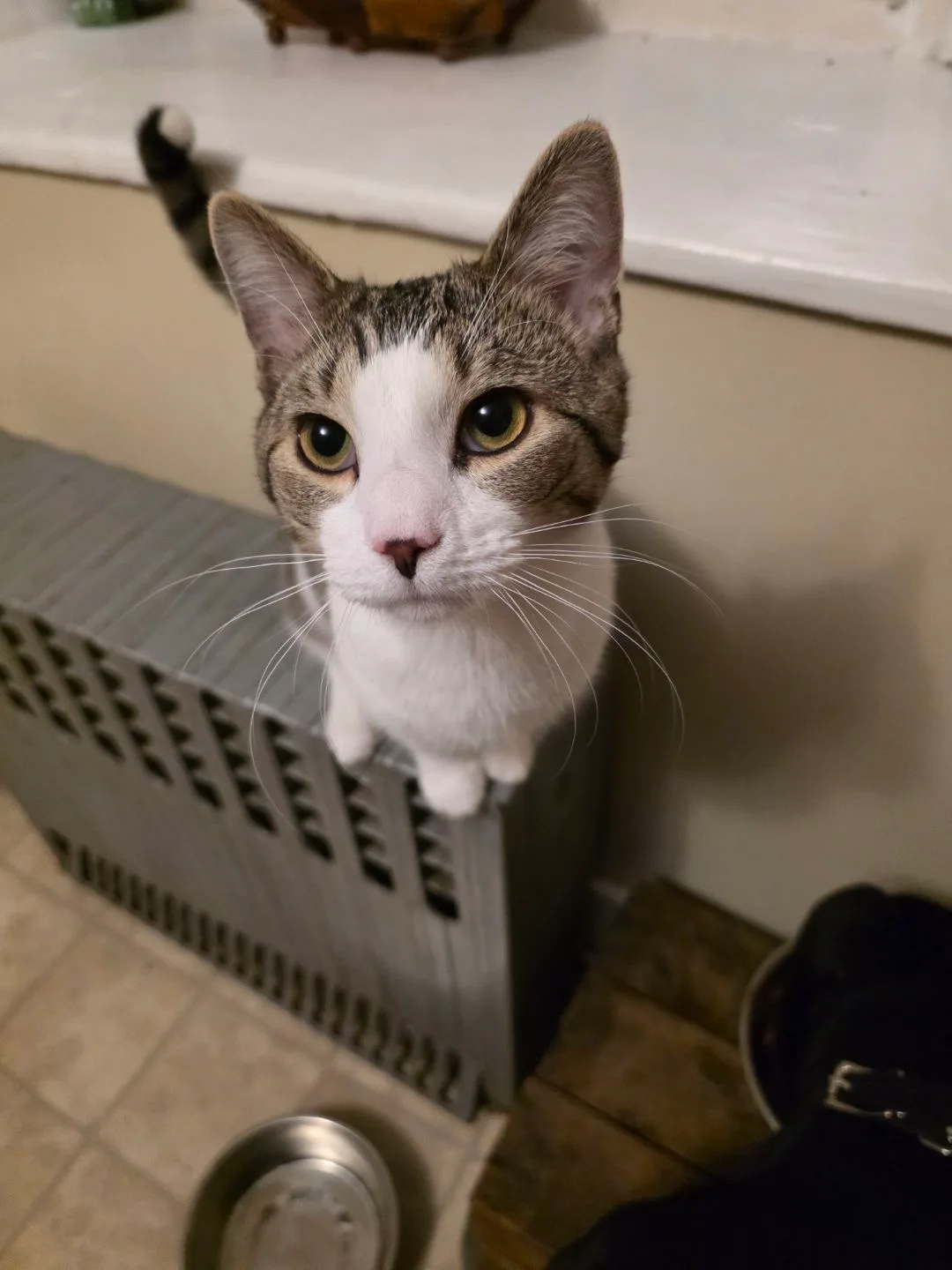 Tabby cat sitting on a crate during an in home cat sitting visit
