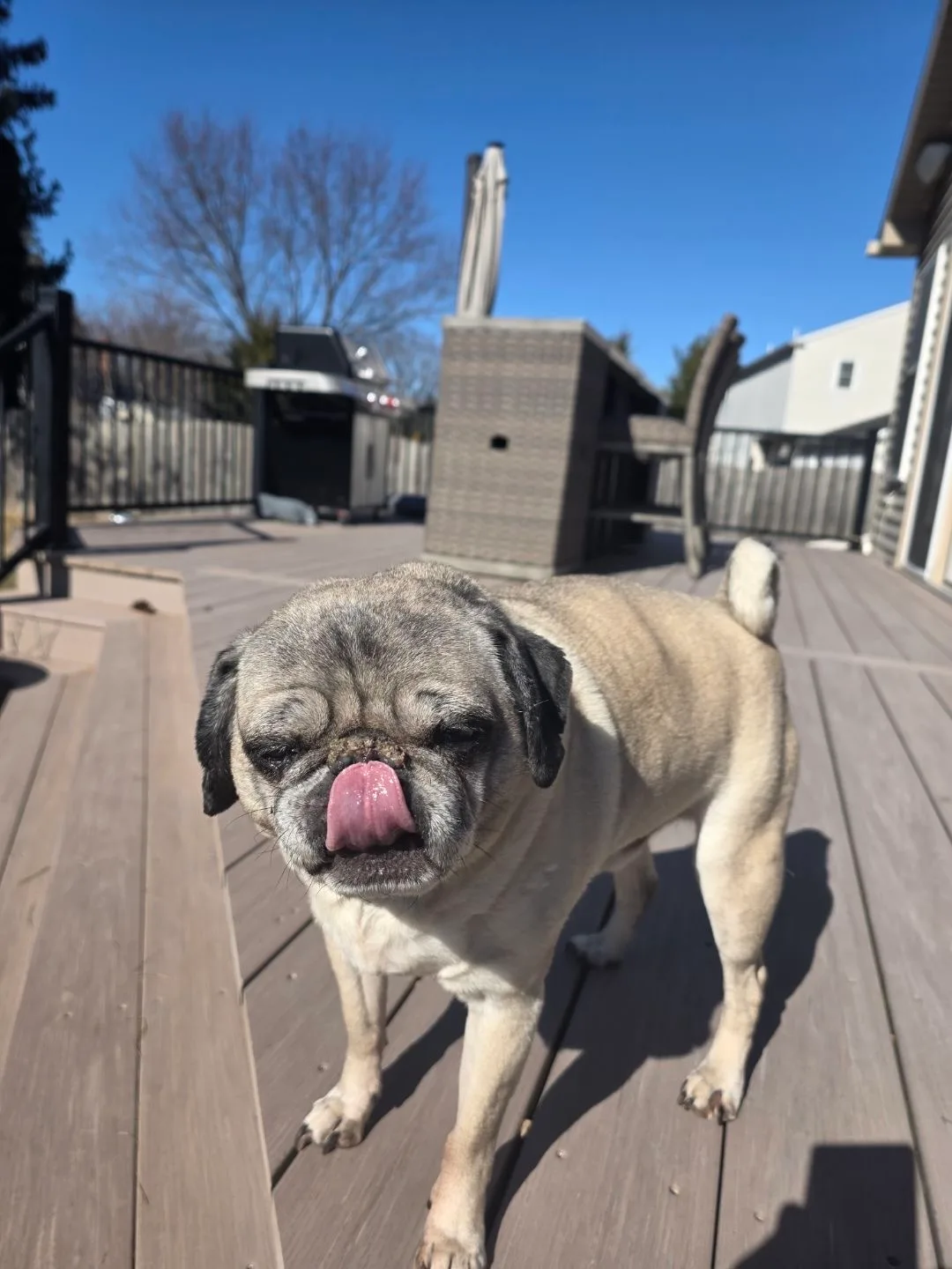 Pug on the deck enjoying outdoor time with Big Mike pet sitting