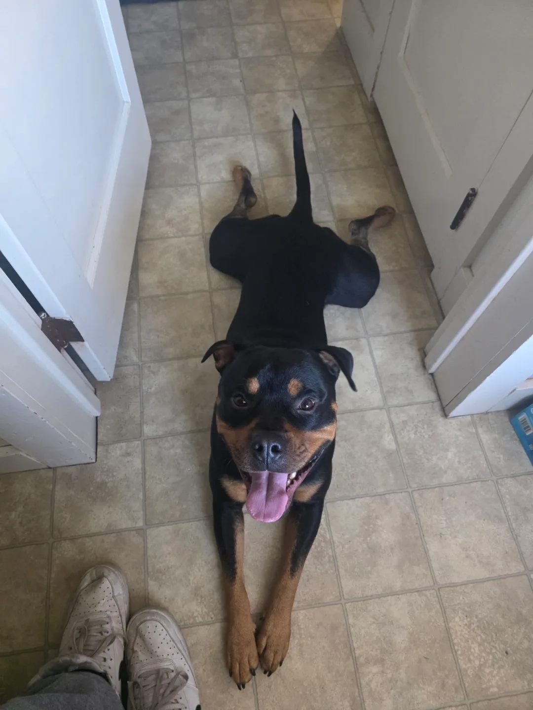 Rottweiler relaxing on the floor during a pet sitting visit in South Central PA