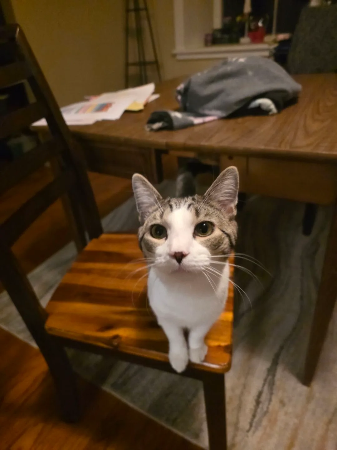 Gray tabby cat on a chair during an in home cat sitting visit in South Central PA